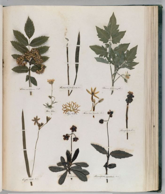 emily-dickinson-herbarium