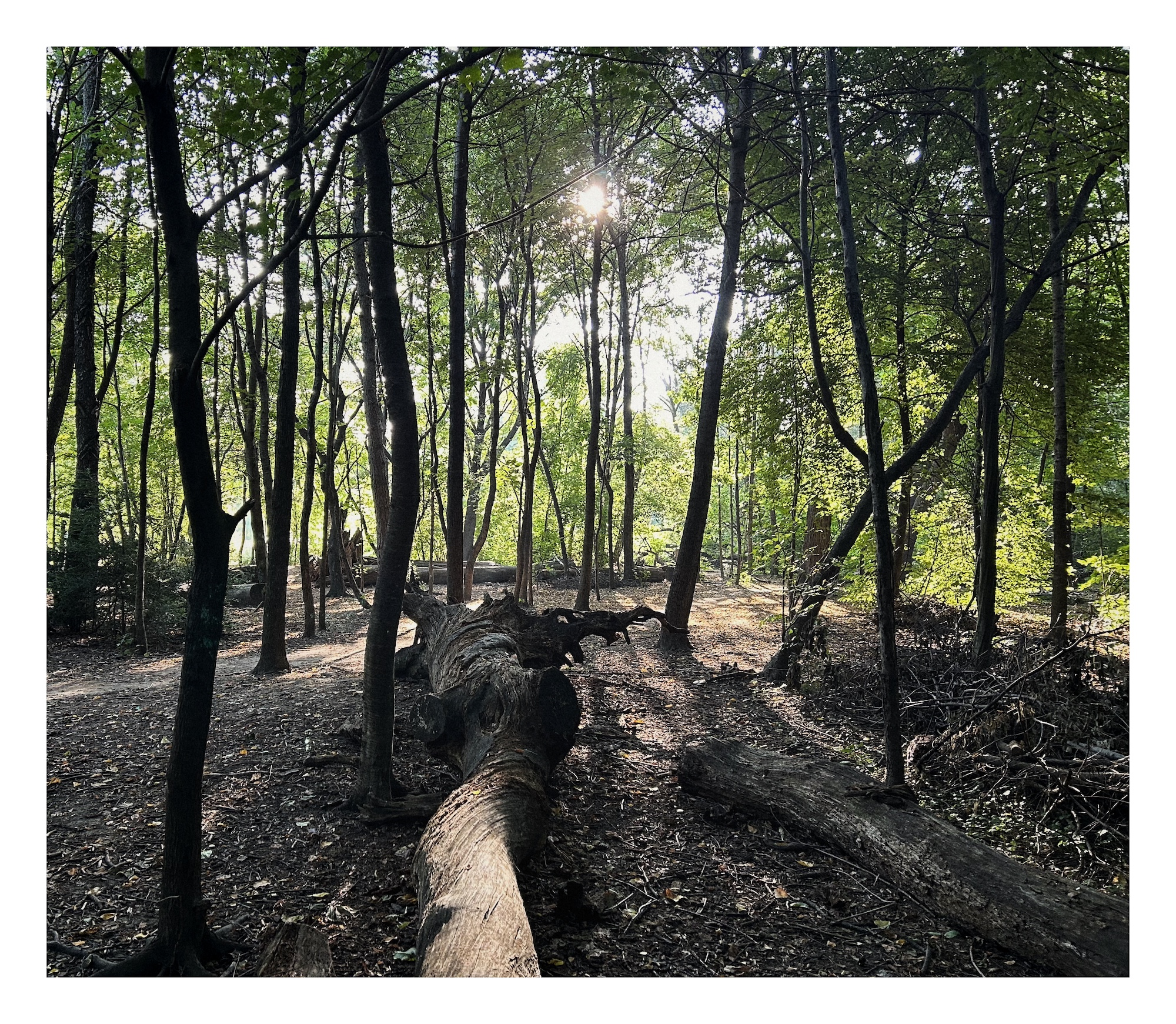 photo of a forest; tall skinny trees filter warm early morning sunlight through their brigh green leaves; in the foreground, a fallen tree and leave-strewn paths