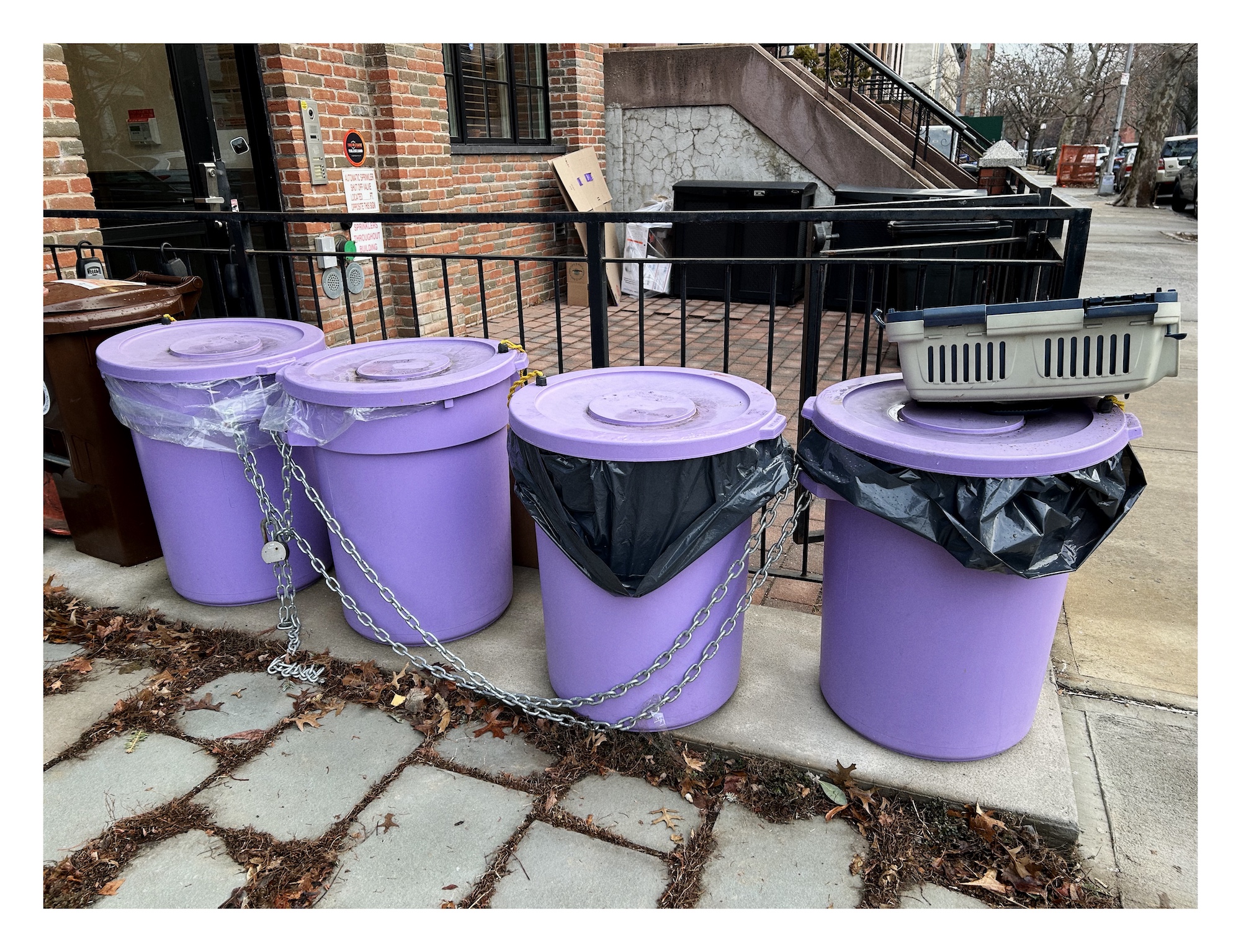 A line of four purple trash cans sit in a row in front of an apartment building, chained together and to a metal fence.