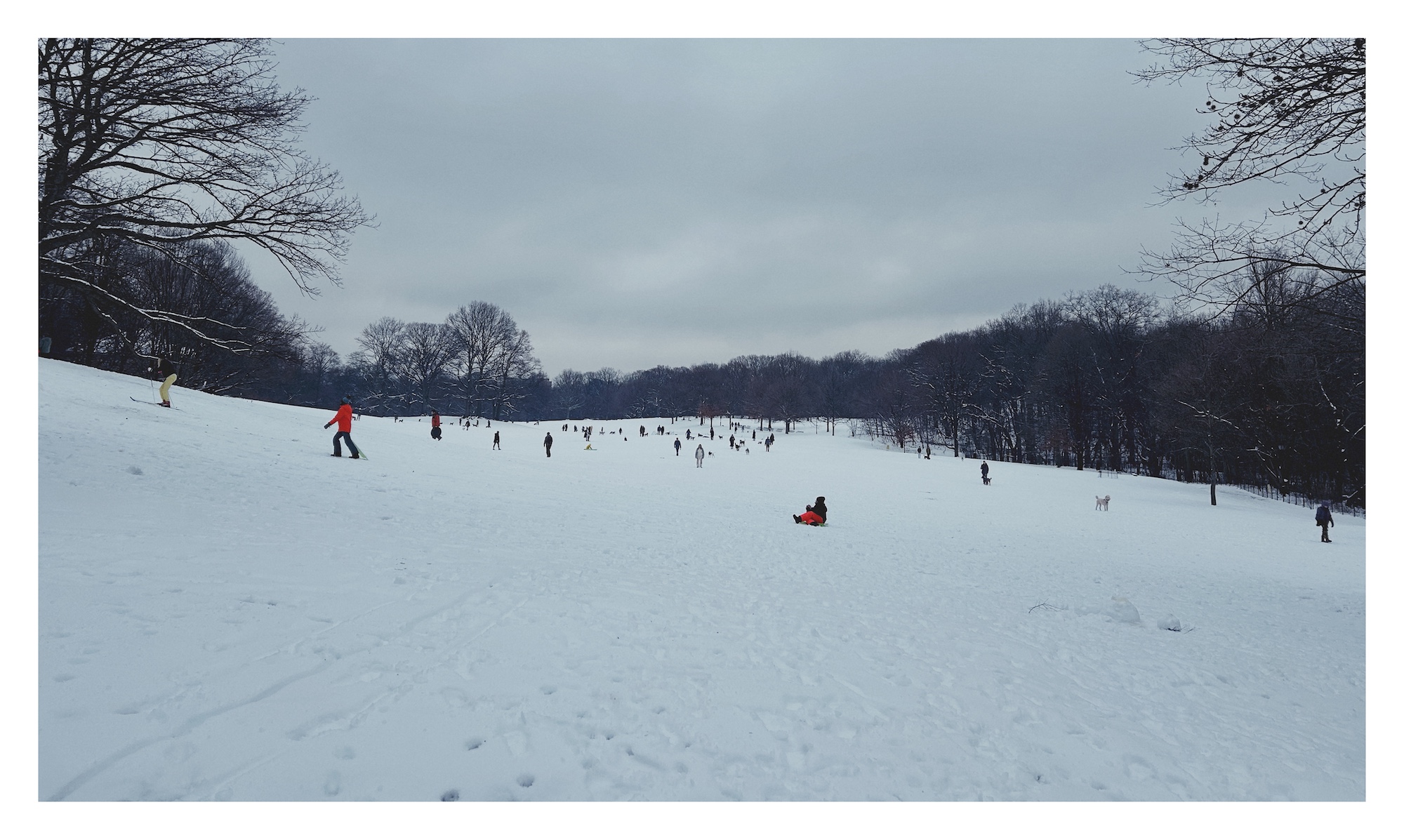 trees surround an open snow-covered field where people ski and sled on the slopes