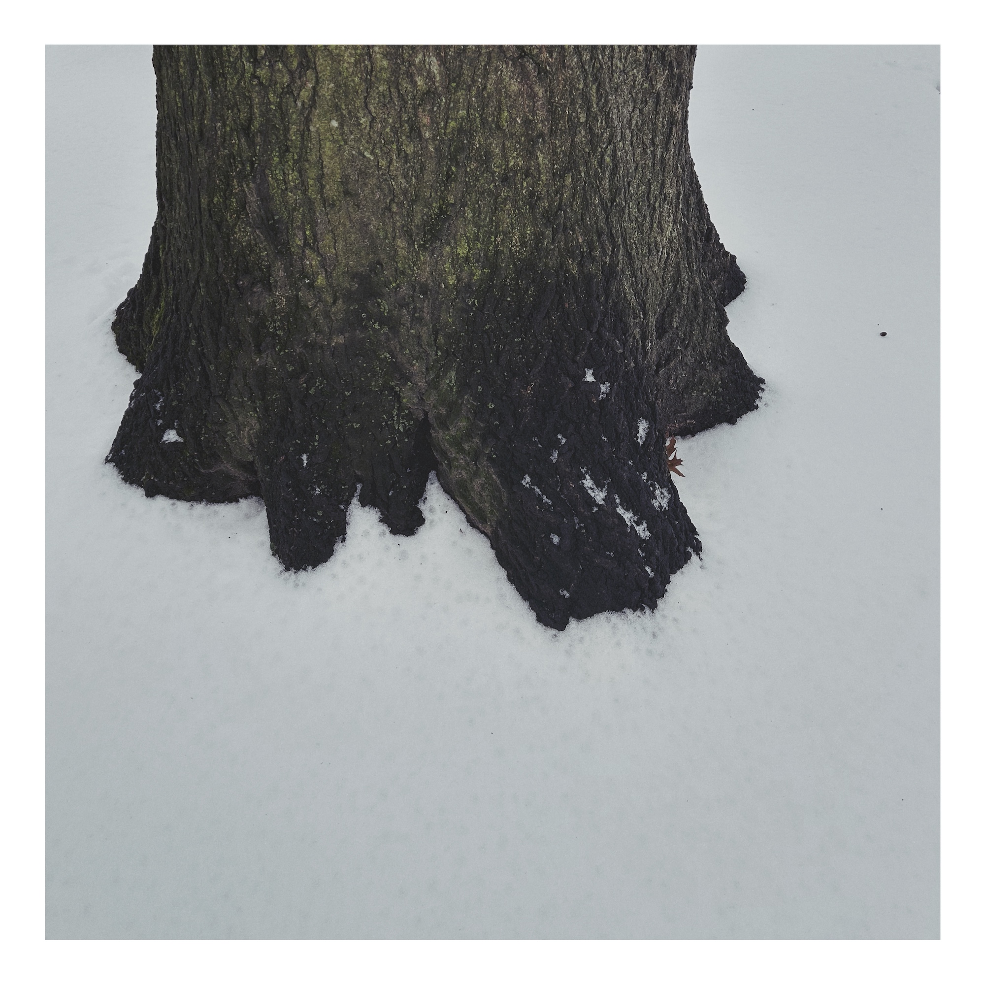 a tree trunk juts out from an expanse of white snow