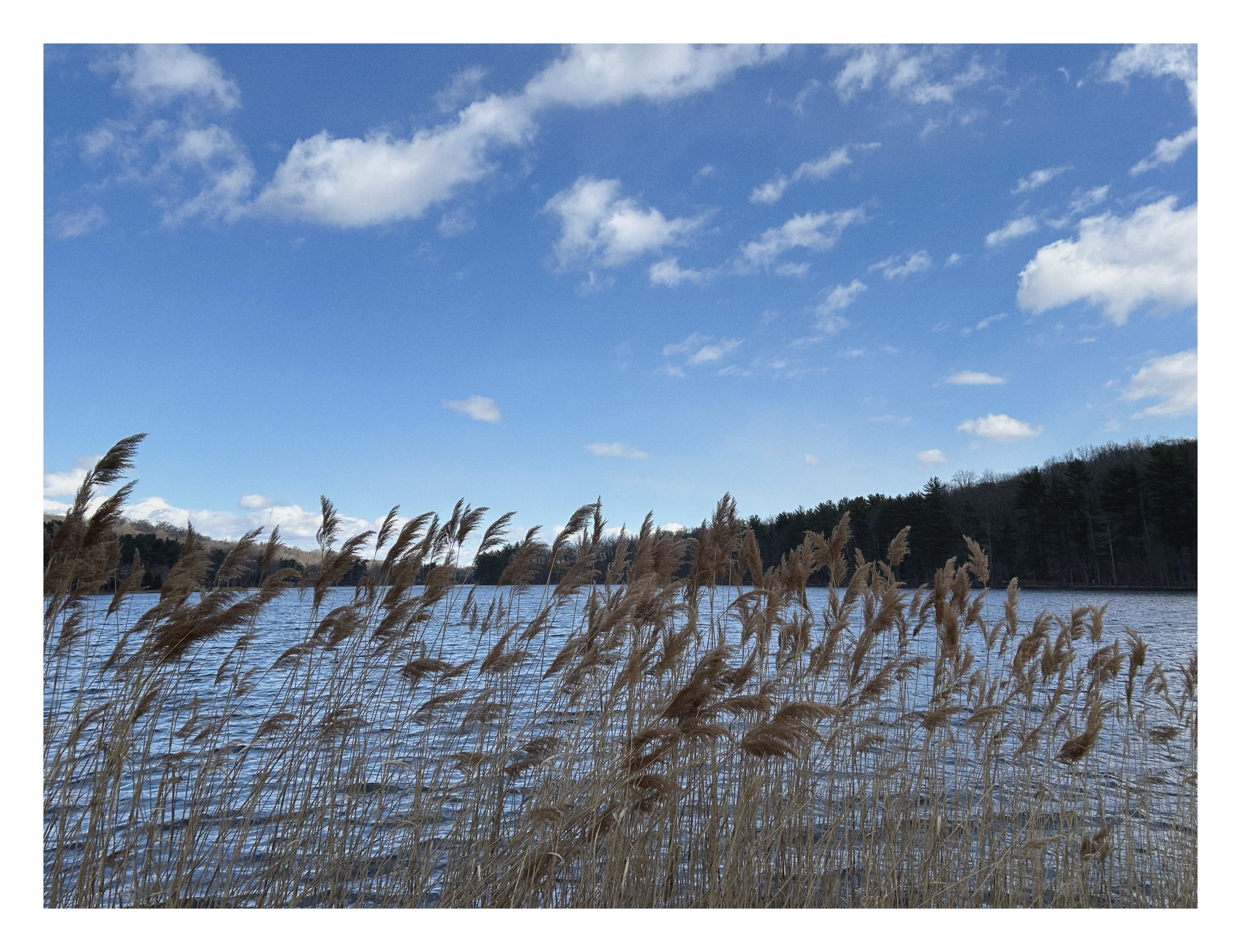 View of a lake obscured by tall reeds. Trees ring closely around the shoreline, and a large blue sky has a few white clouds.