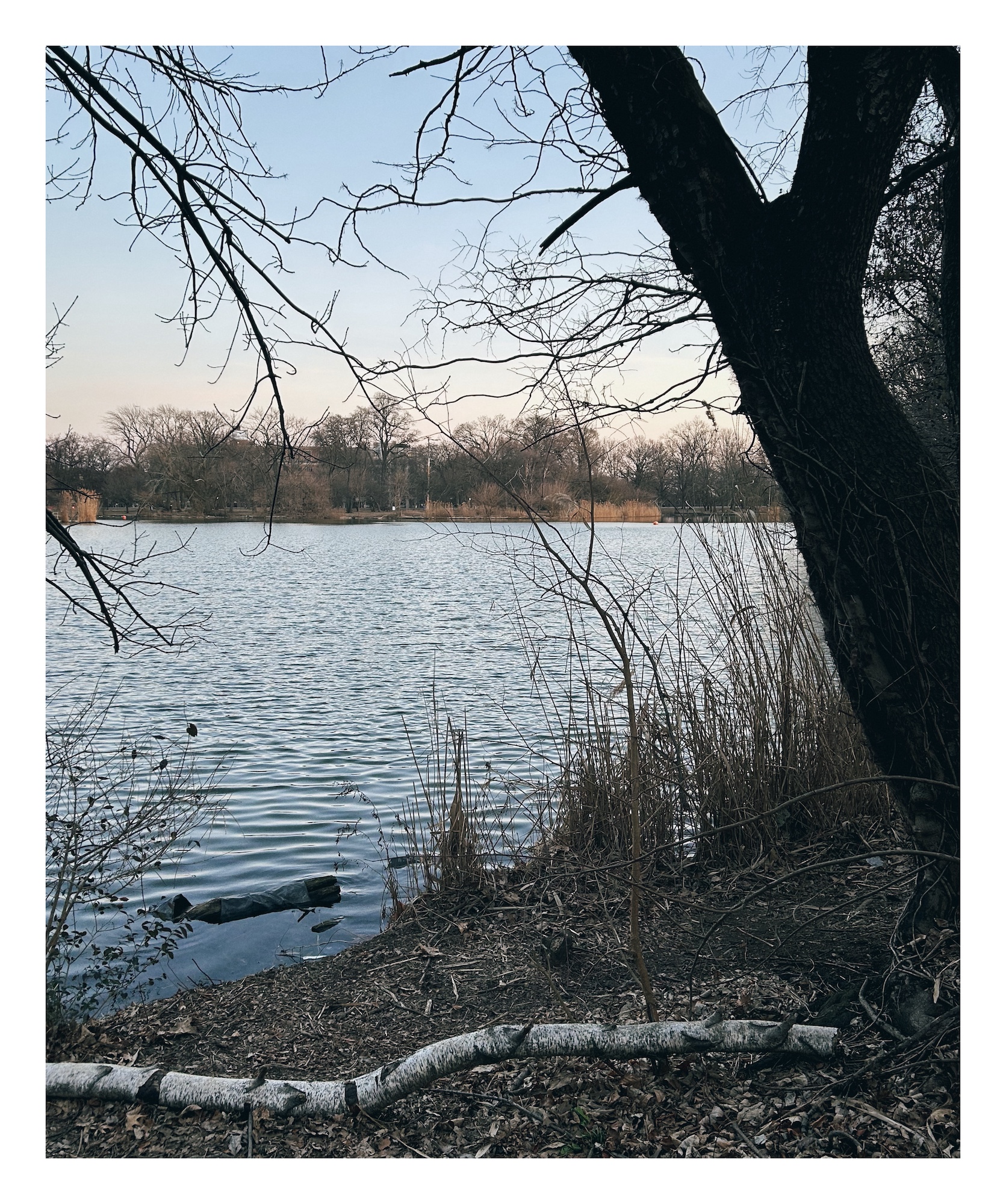 A thick white branch rims the shore of a calm lake. A thicker tree leans over the water. Trees line the shore in the distance.