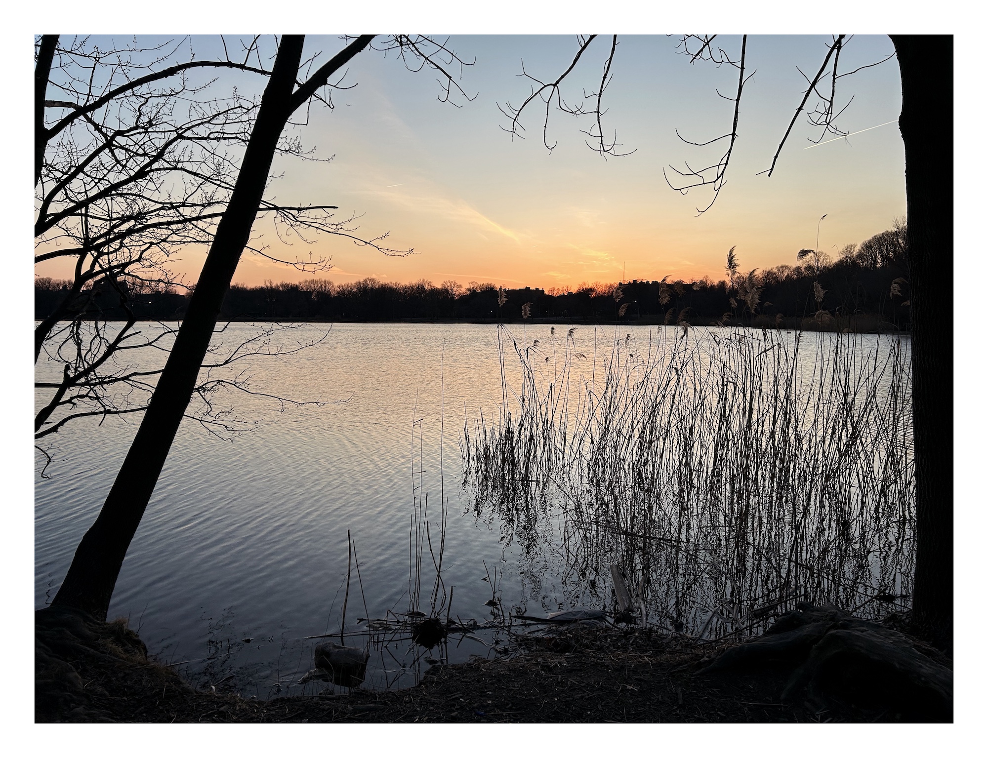 The peach-orange glow of sunset fades over a calm lake. Narrow trees and thin reeds are silhouetted on the shore.