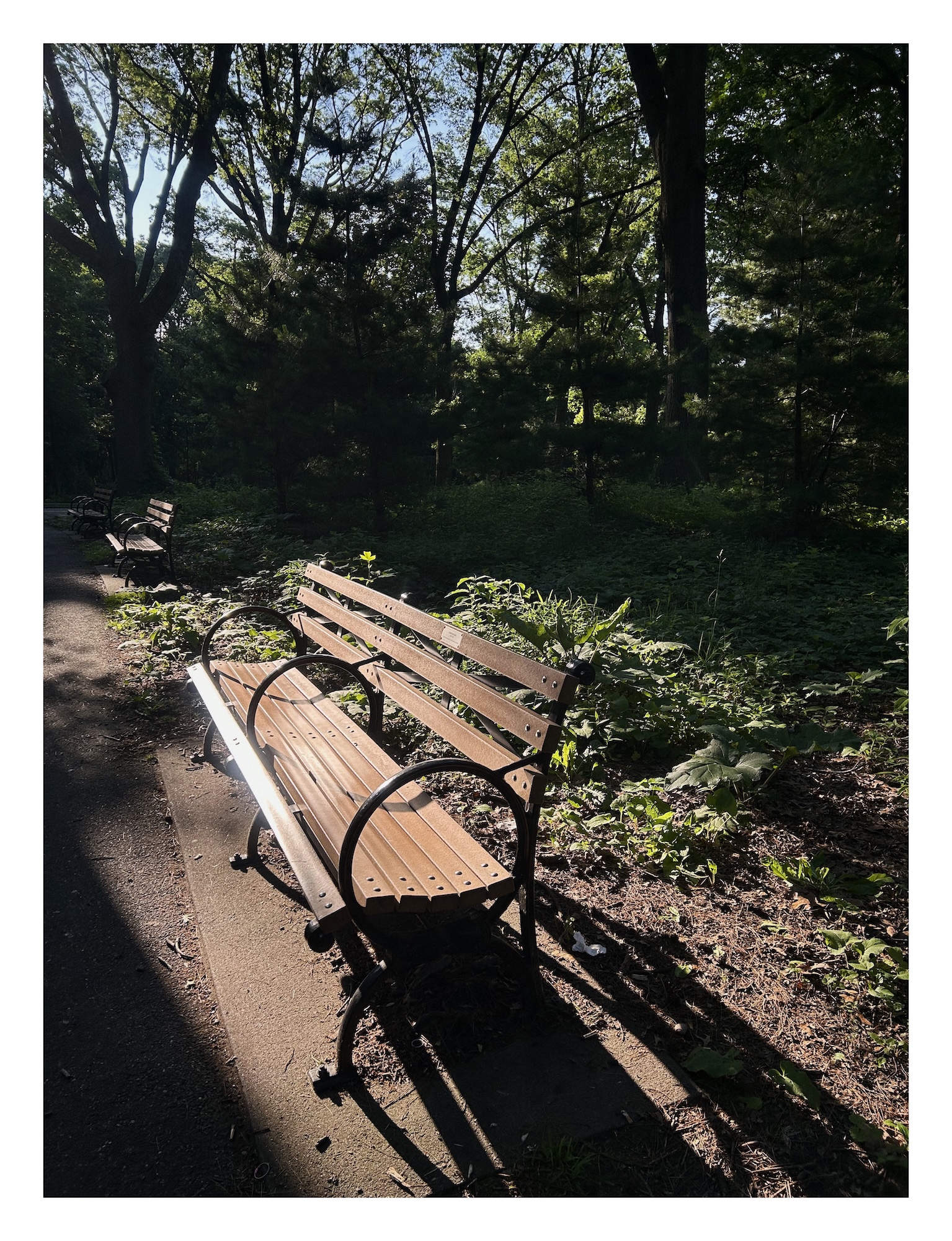 a brown wooden bench is brightly lit by a ray of light passing through a a dark forested background