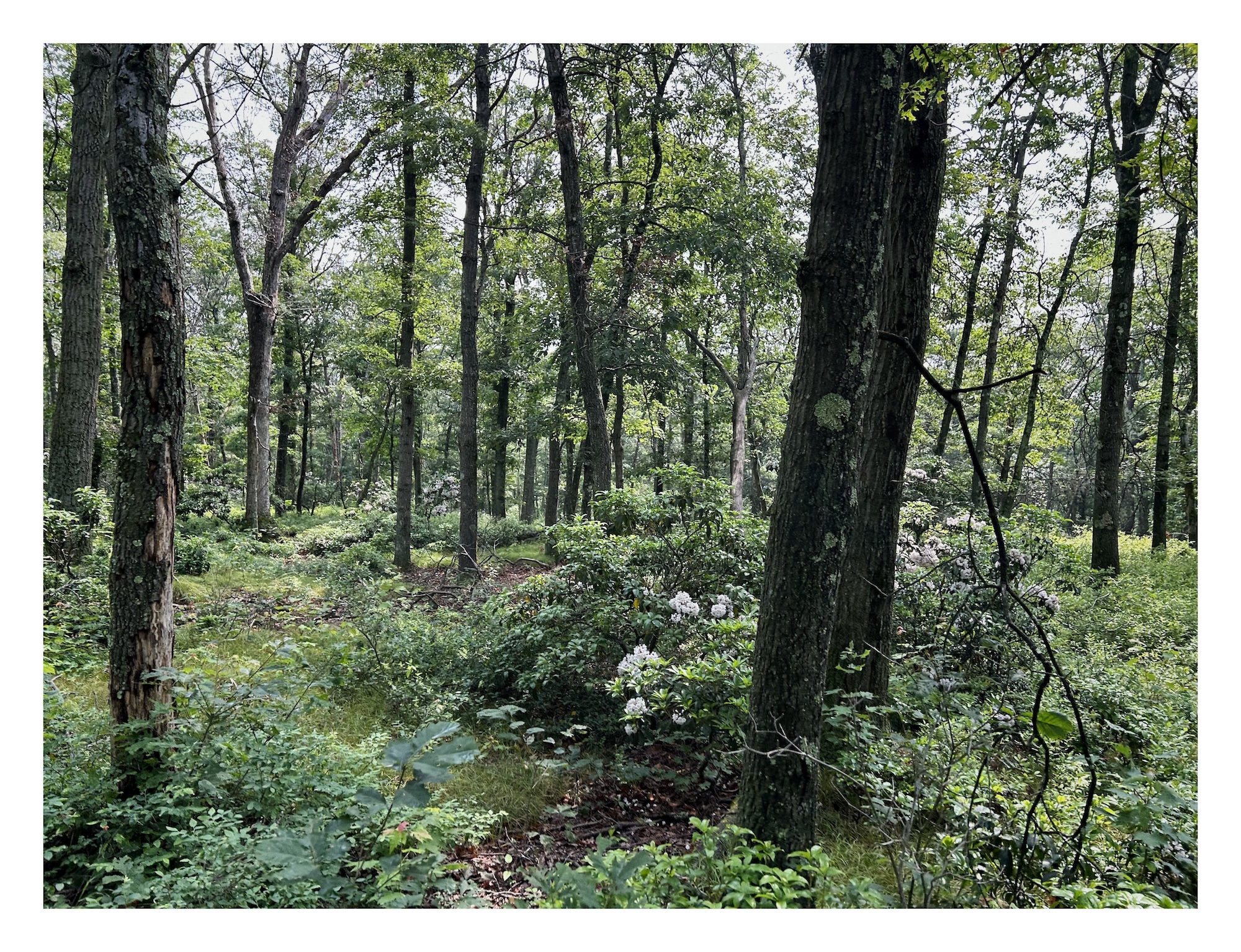 a broad mountain ridge covered in low grasses, small bushes and scattered narrow trees