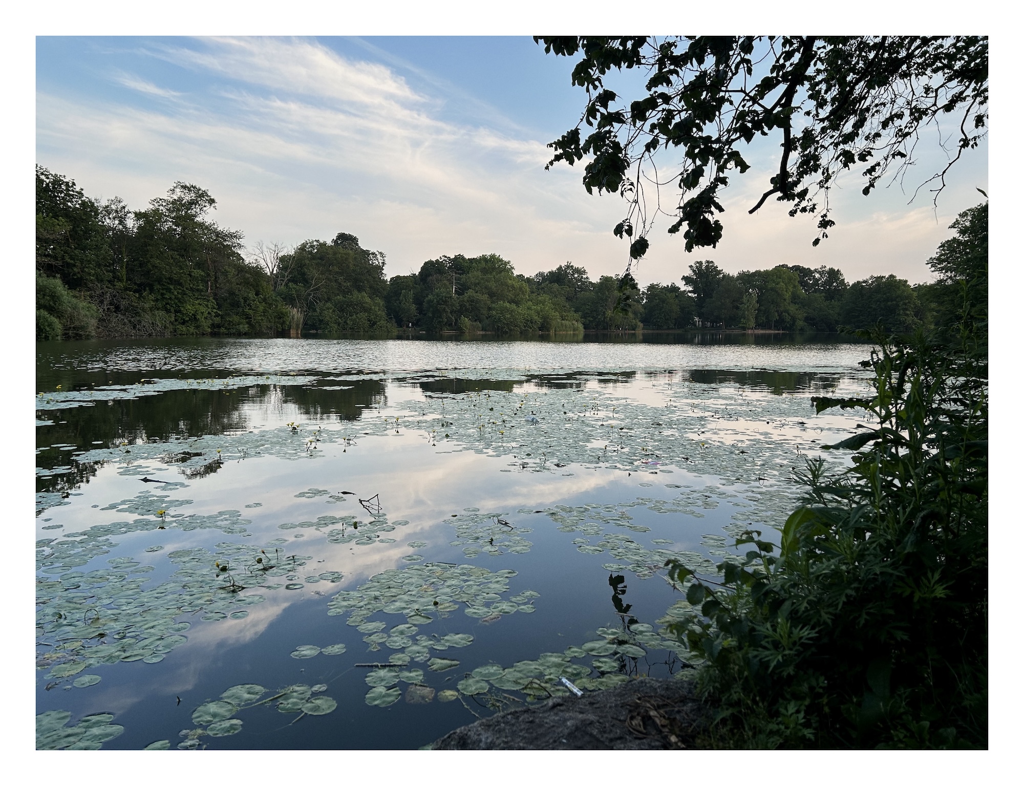 the surface of a pond is scattered with lilypads. the edge of the pond is surround with trees bearing gentle evening light