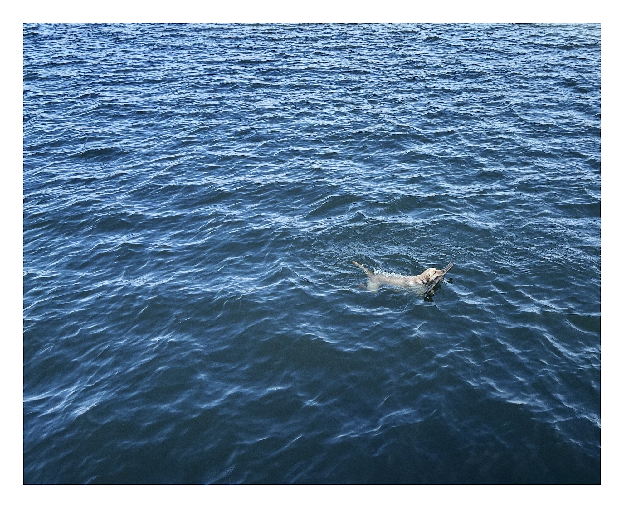 a dog swims in a river to fetch a stick