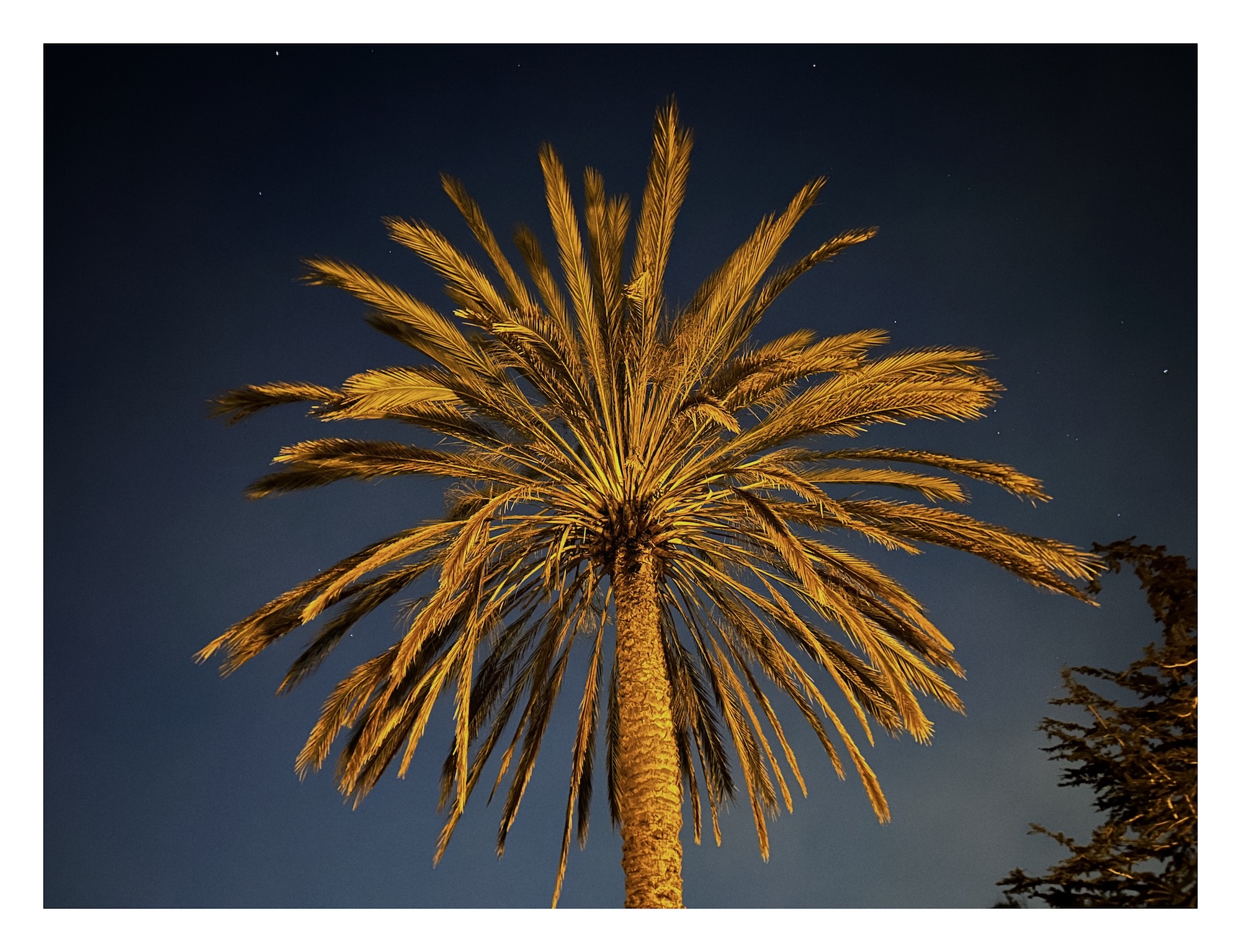 palm tree lit from underneath, silhouetted against a dark night sky with a few faint stars