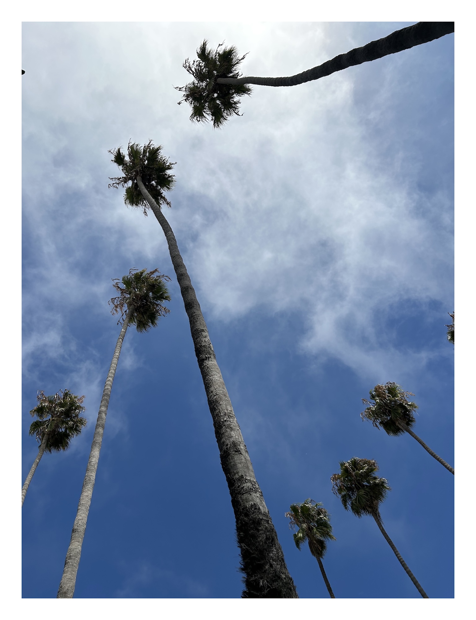 view upwards from the base of several palm trees again a bright blue sky