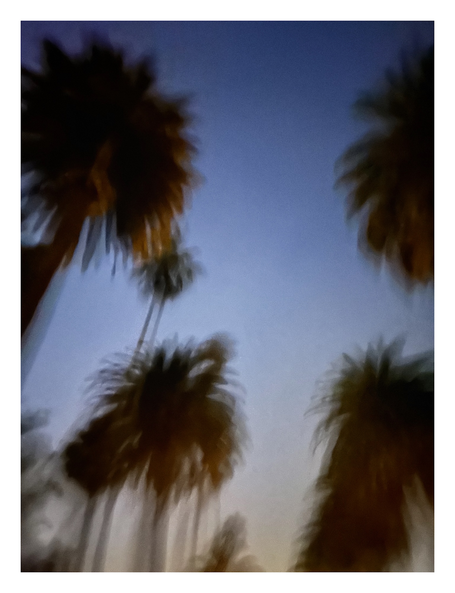 blurry, out-of-focus palm trees at dawn