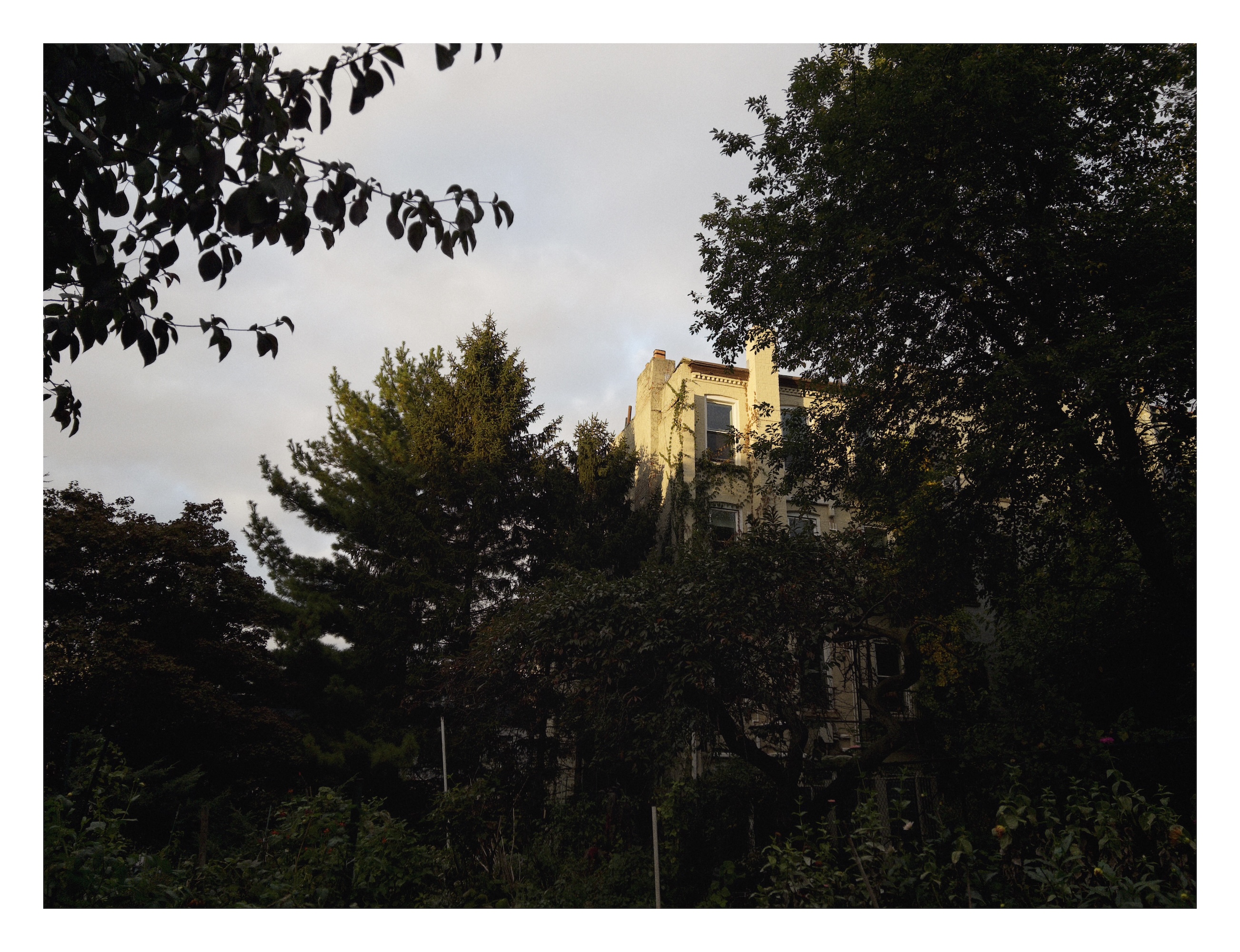 reflected sunset glows on a corner of a building that peeks through dense foliage above a community garden
