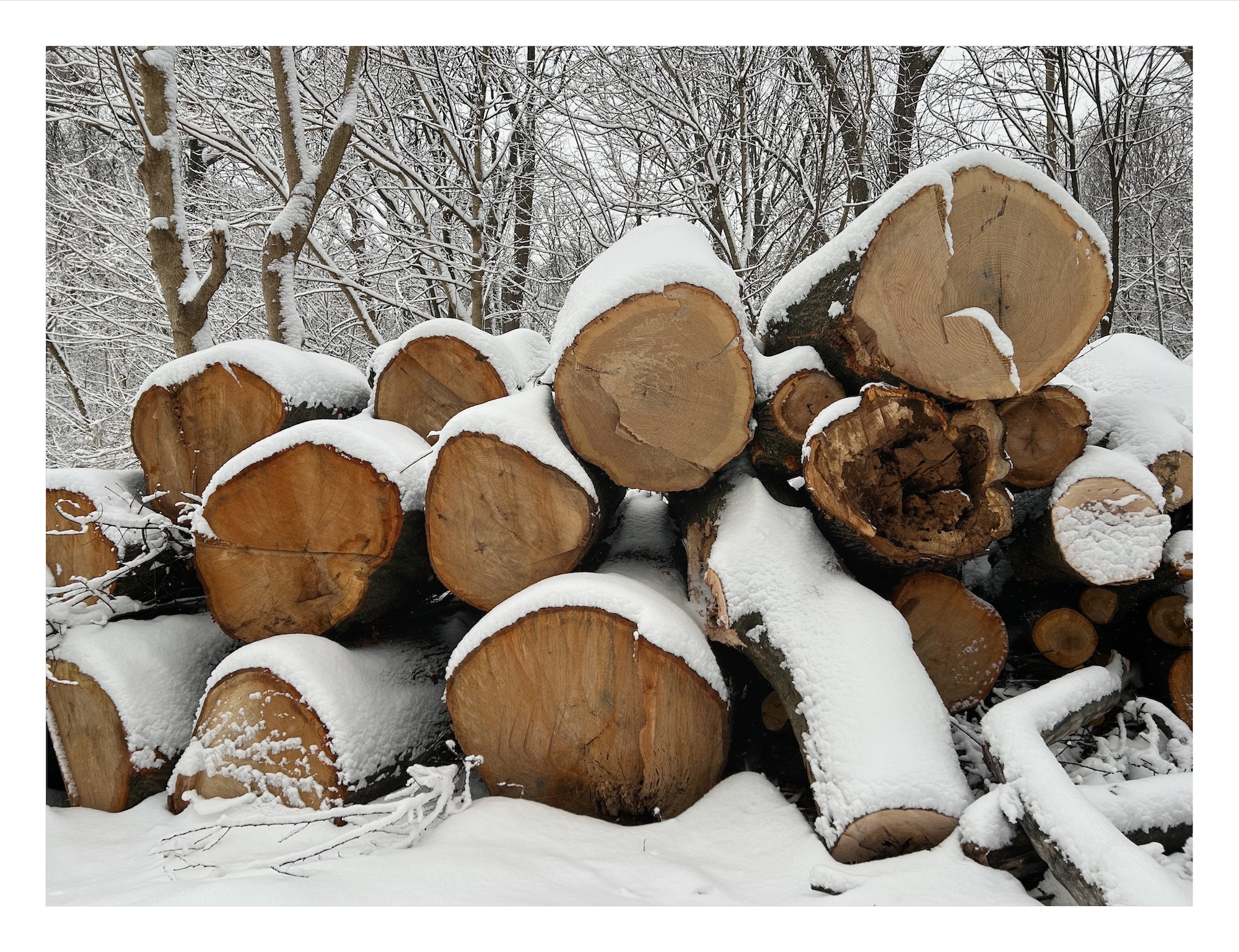 stacks of logs in a forest, with snow piled on top and around them