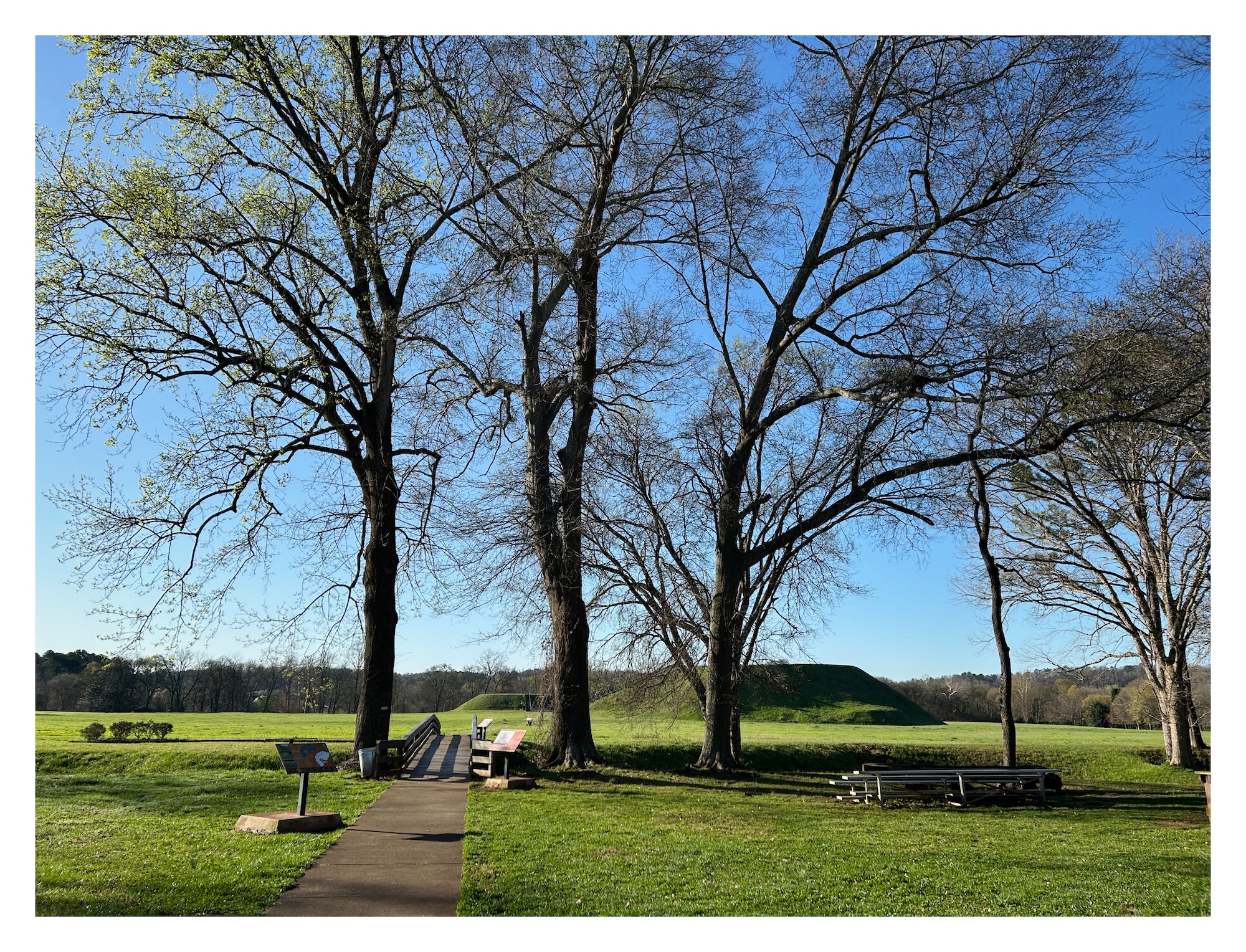 view of the Etowah Indian Mounds seen beyond several tall trees