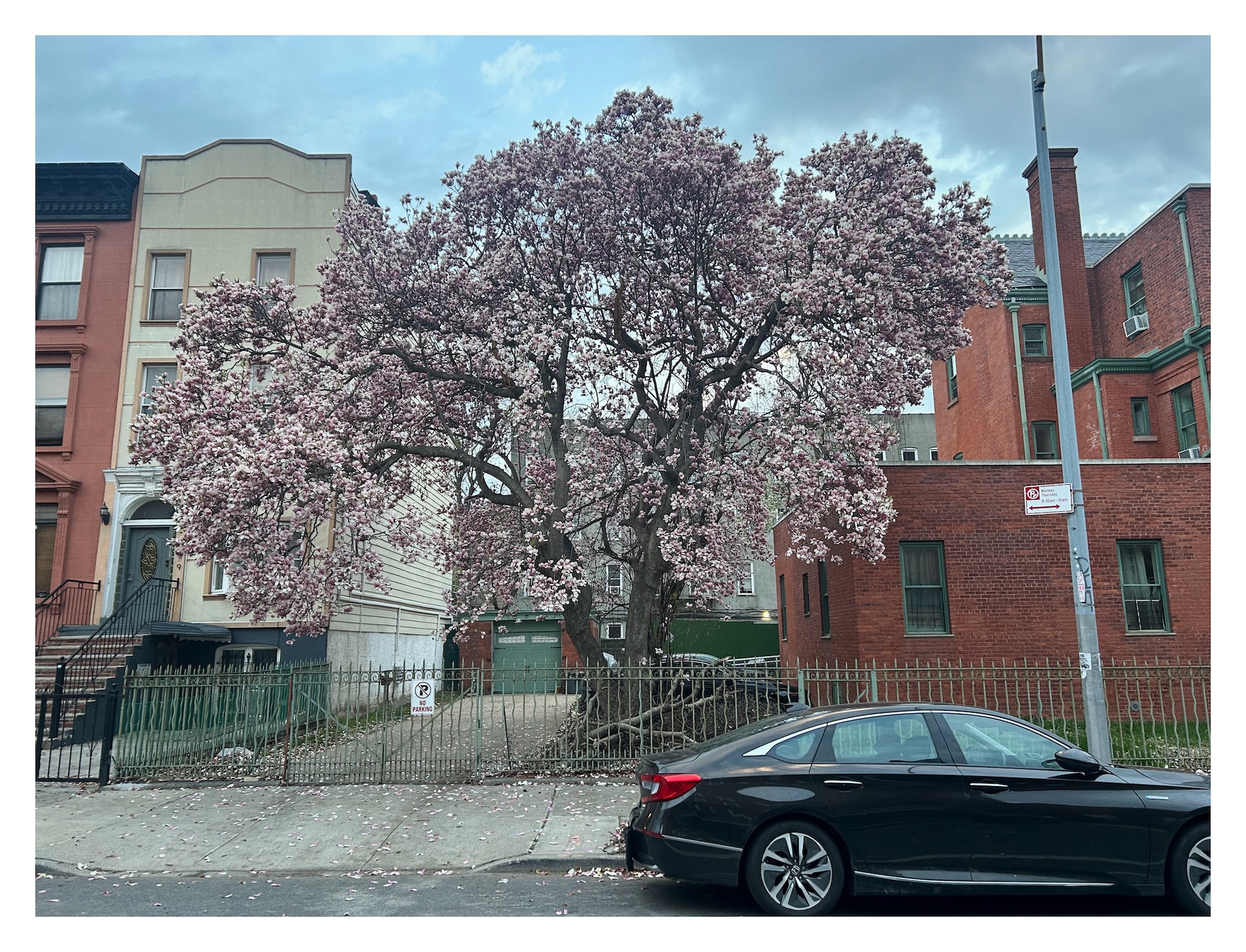 a flowering tree bursts into blossoms next to a gated driveway between brick buildings