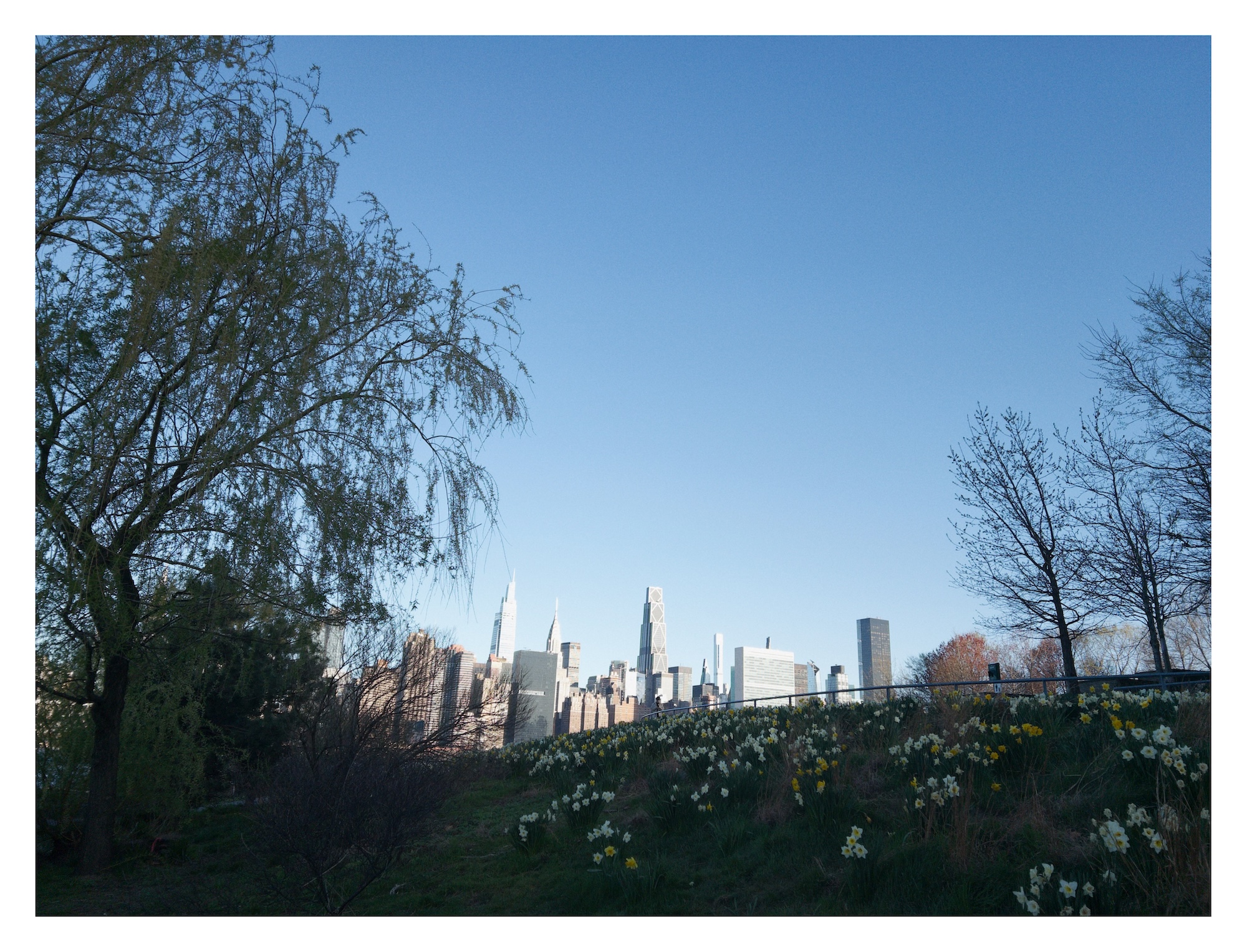 daffodils line a grassy bank as the Manhattan skyline peeks from behind
