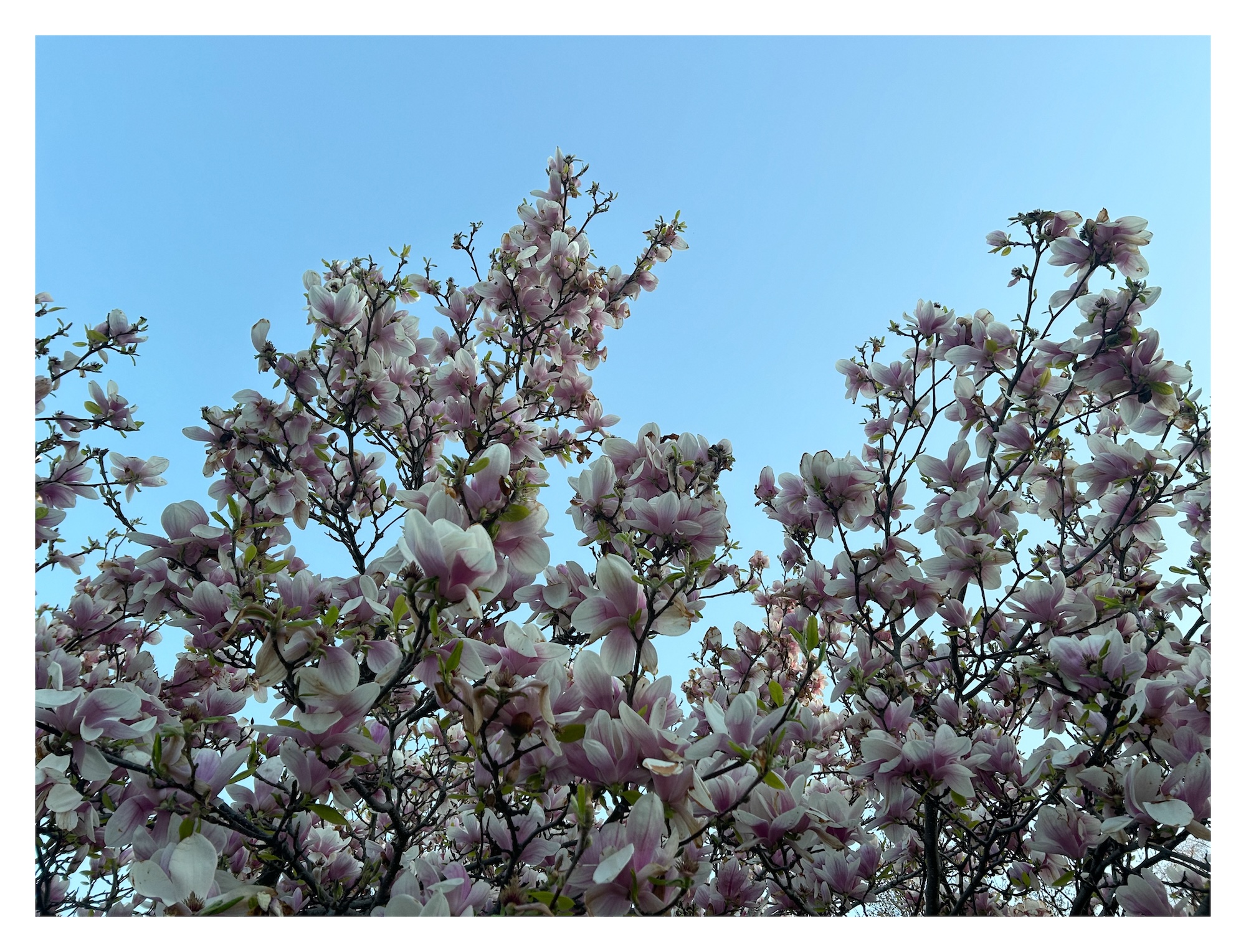 flowering blossoms on a tree silhouetted against a blue sky