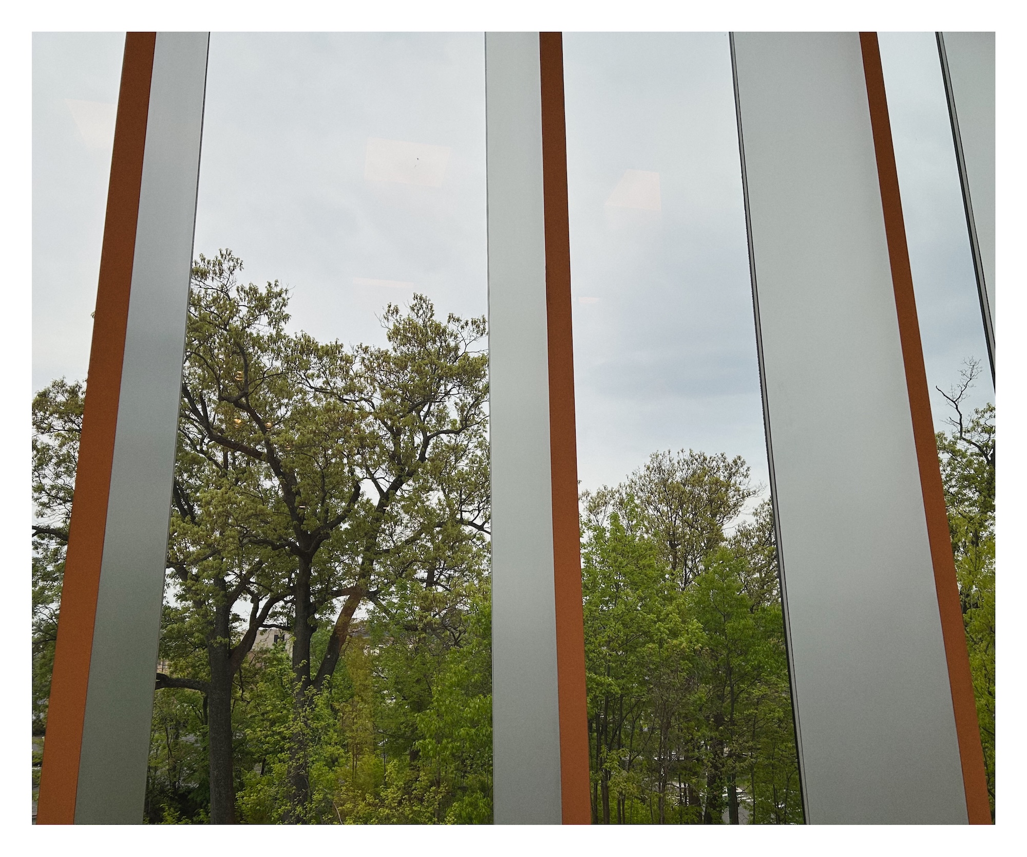 view from inside The Bruce Museum in Greenwich, CT looking out into a forested park