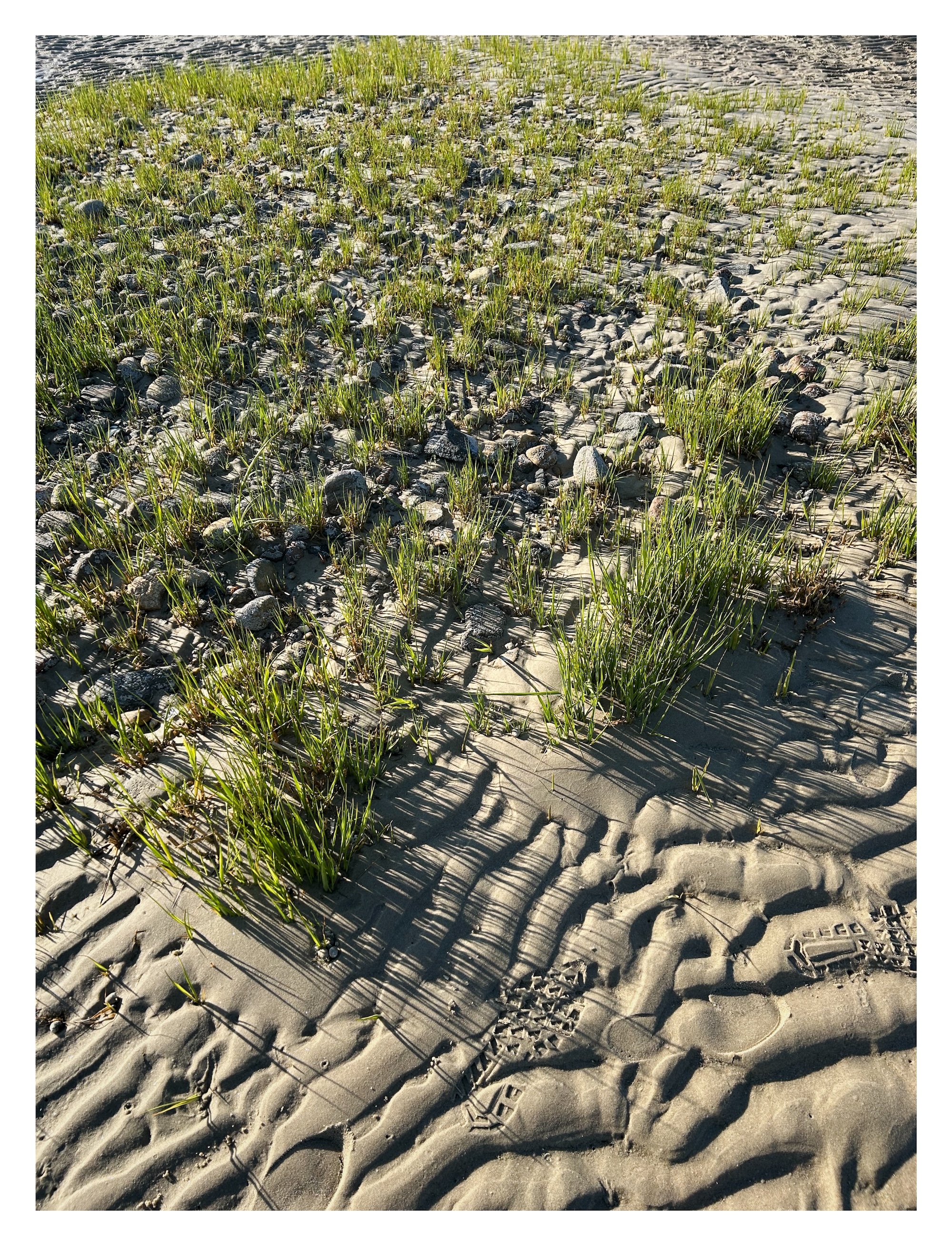 short tufts of grass on a sandy shoreline
