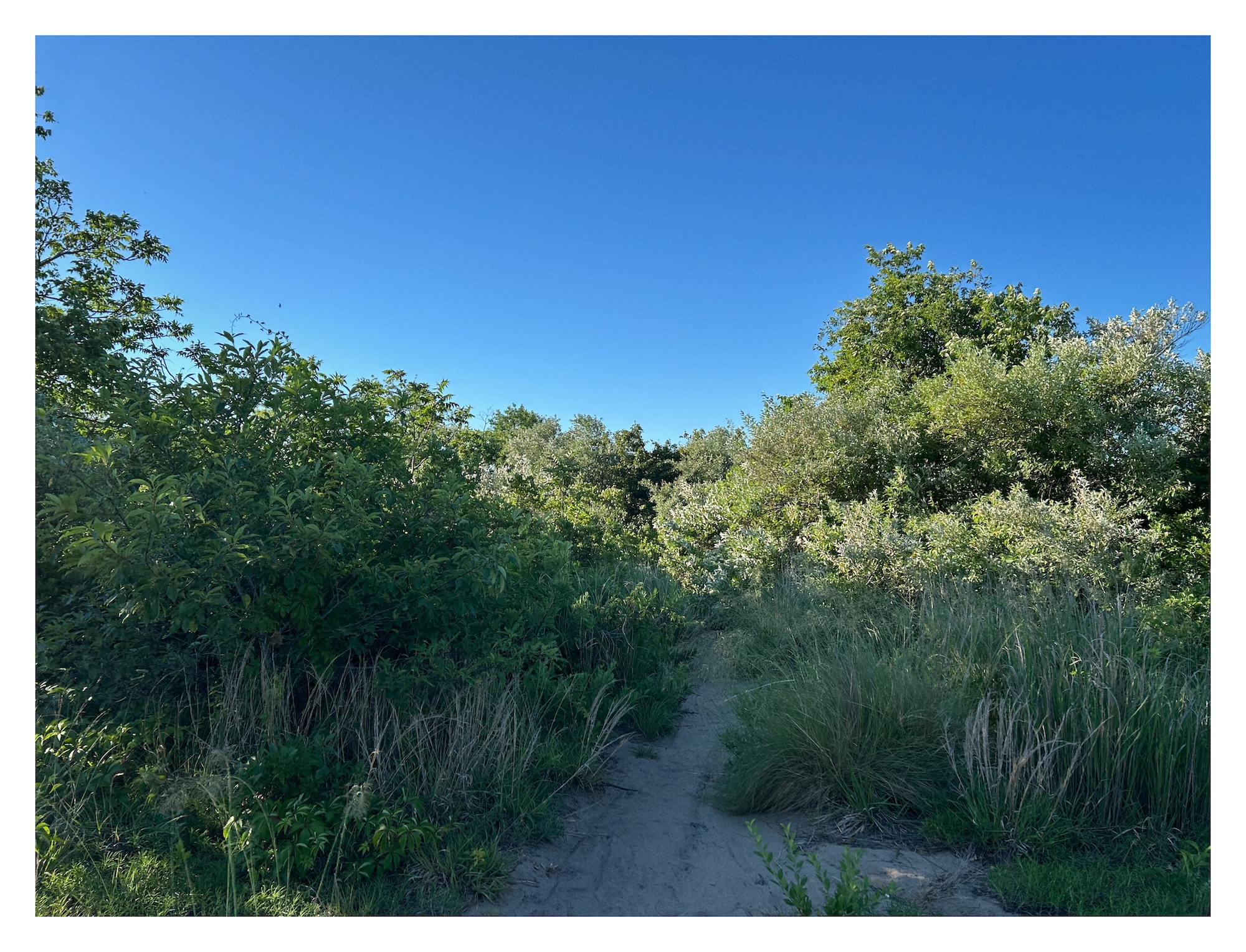 a sandy trail leads between tall shrubbery