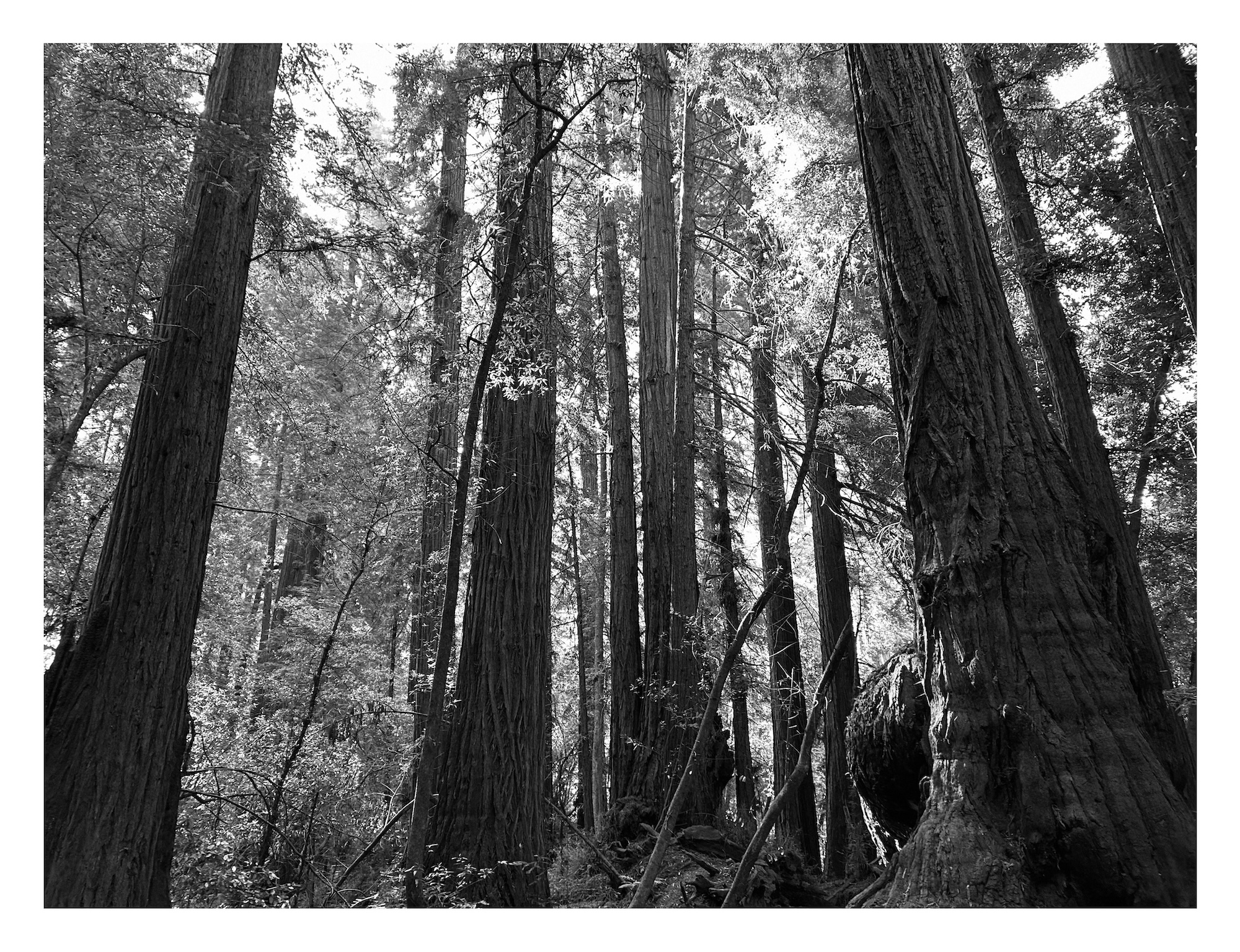 grove of towering redwood trees in Henry Cowell Redwoods State Park