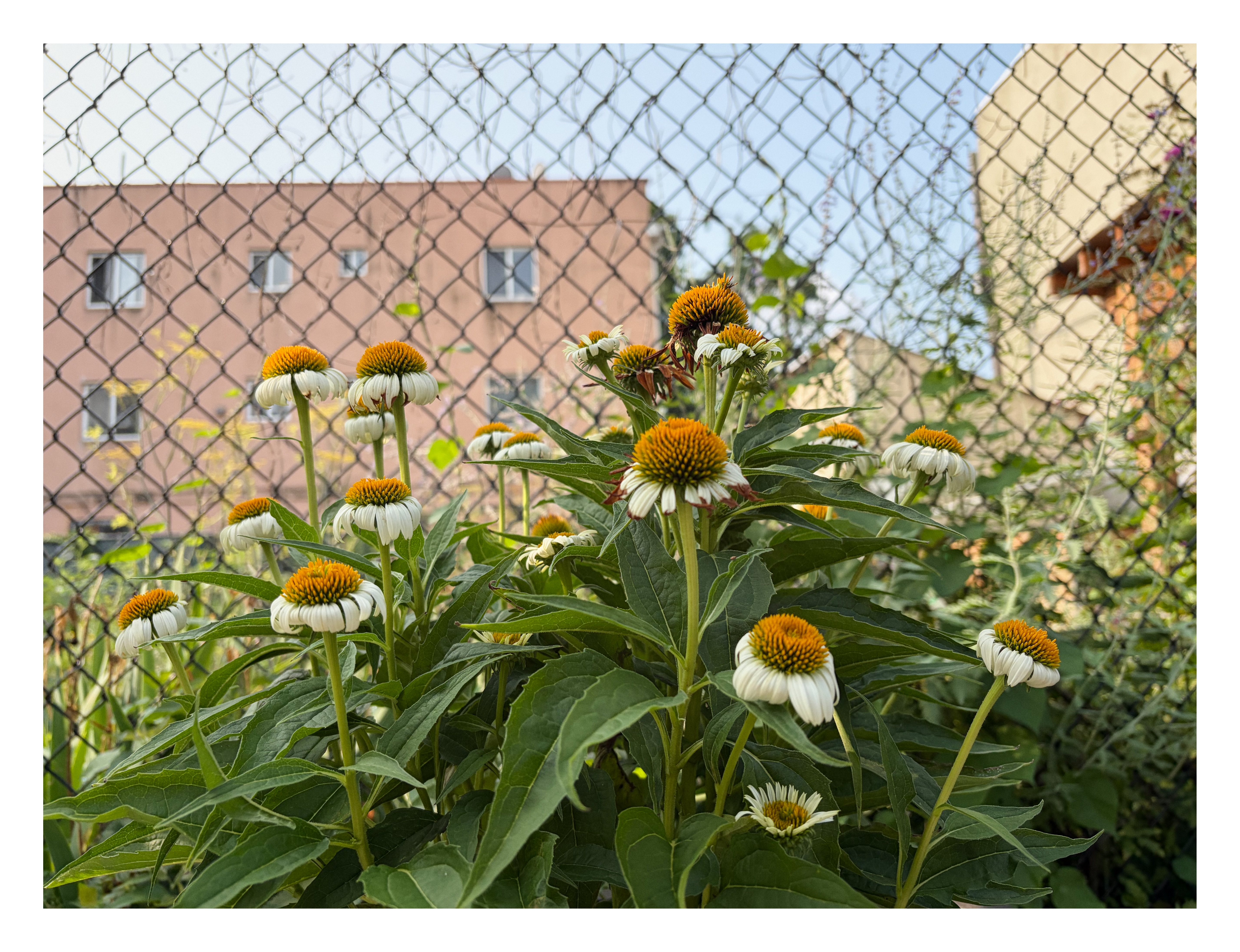 white coneflowers blooming in front of a chainlink fence with brick buildings in the background