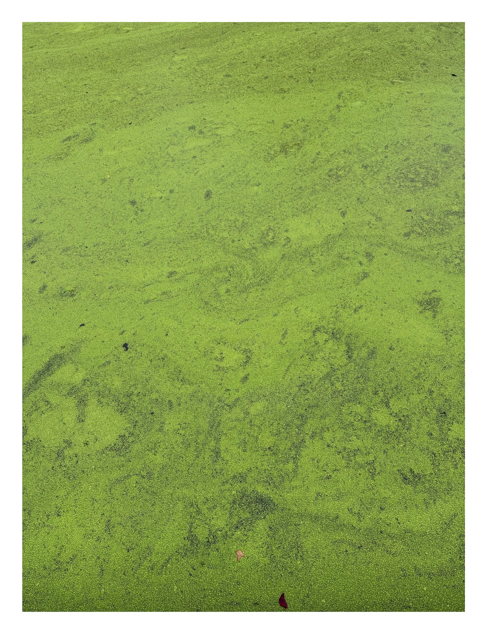 pale green algae covers the surface of a pond