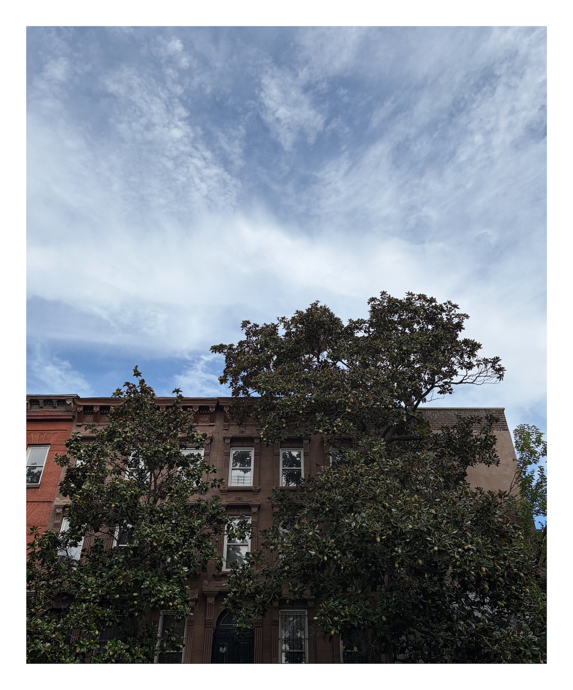 trees block the view of a brownstone in Bed-Stuy