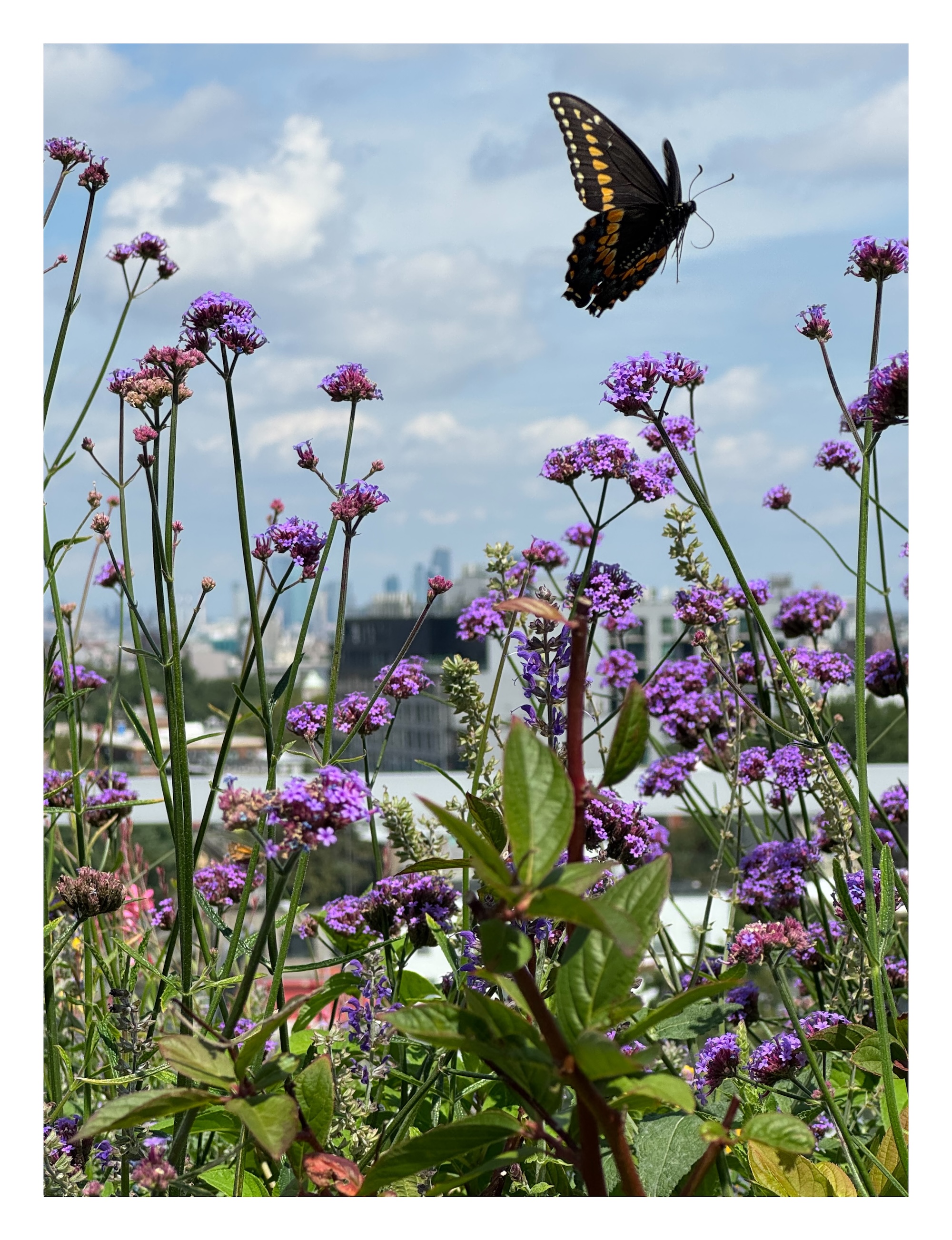 A butterfly flies above purpletop vervain blossoms on a rooftop planter
