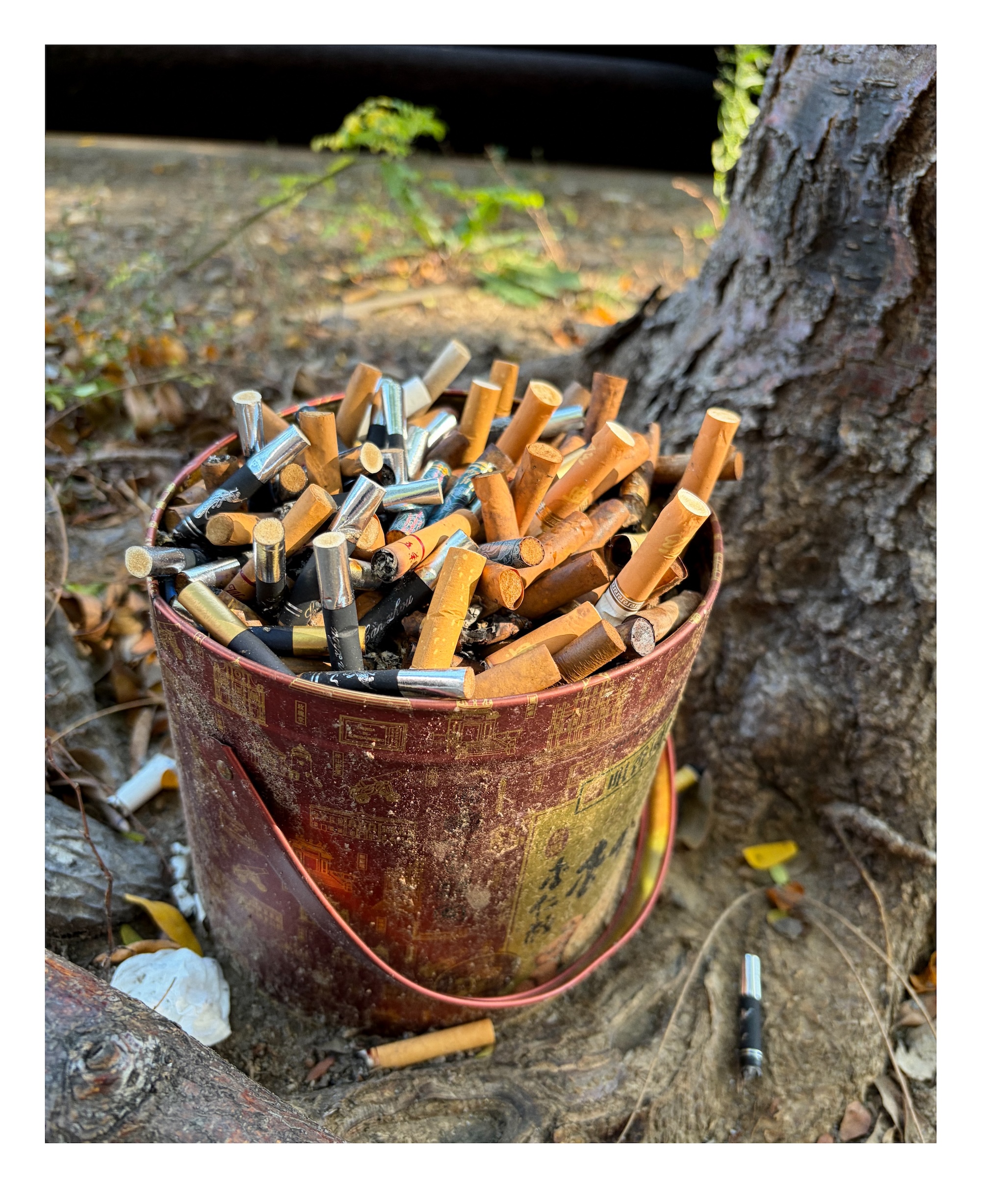 dozens and dozens of cigarettes stubbed out in a metal pail resting at the base of a tree near a street curb