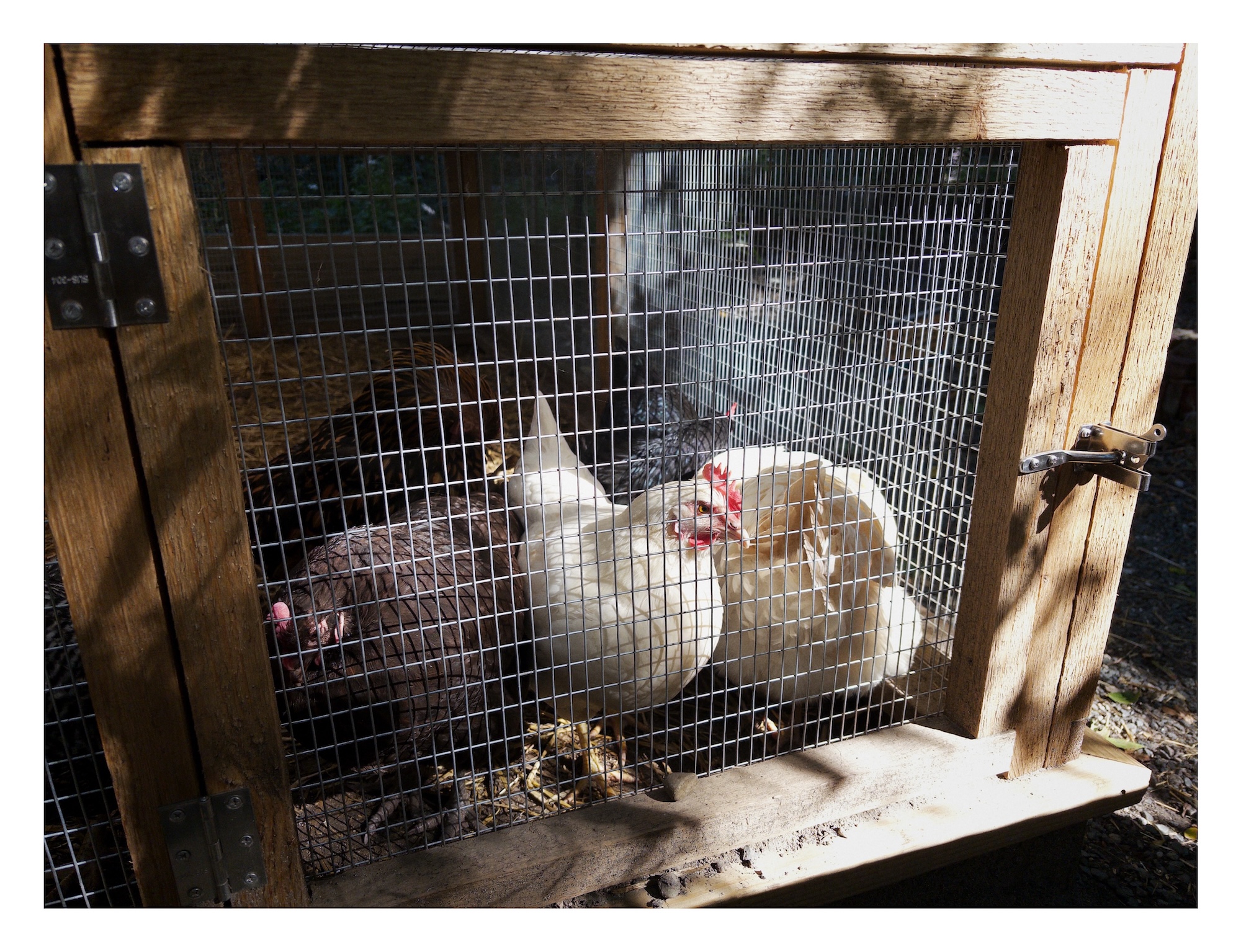 chickens in a wooden coop in the morning sunlight